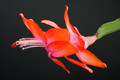 schlumbergera orange devil 5900