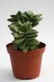crassula cv springtime 0226