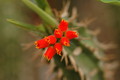 euphorbia vigueri 1079