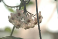 hoya carnosa 10