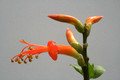 fouquieria formosa 8984