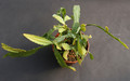 lepismium myagawe 0393