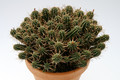 euphorbia submammillaris 7859