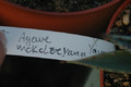agave mckelveyana yava 8457