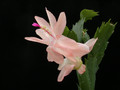 schlumbergera christmas flame 03