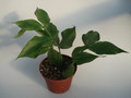 hoya polyneura ipps0153 5013