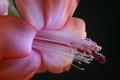 schlumbergera orange devil 5917