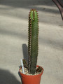euphorbia canariensis 01