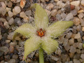 stapelia glanduliflora clanwilliam03