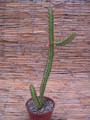 euphorbia waterbergensis 1366