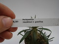 pachypodium rosulatum gracilius 737
