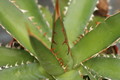 agave horrida 8661