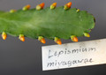 lepismium myagawe 0398