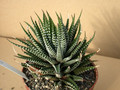 haworthia fasciata 02