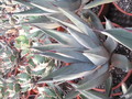 agave nigra 043