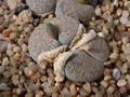 lithops marmorata 02