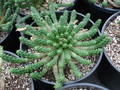 euphorbia caput medusae