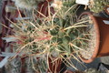 Astrobergia sp.