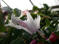 schlumbergera eina 01