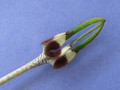 ceropegia radicans radicans 2029