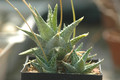 aloe descoignsii 03