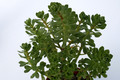 aeonium saundersii 7184