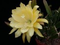 eh yellow gem 9910 12