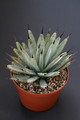 agave maroacantha 1409