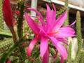 aporocactus fairy dancer 0212