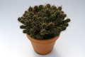 euphorbia submammillaris 7860