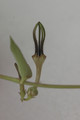 ceropegia barkleyi 01