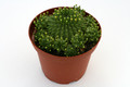 euphorbia susannae 0604