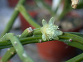 rhipsalis neves armondii1 17