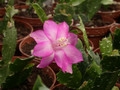 schlumbergera naomi 21