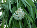 hoya longifolia 8305 02