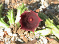 huernia keniensis kleinbl zacher 04