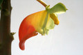 impatiens nimmamensis 0854