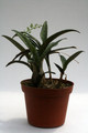 ledebouria socialis 9502
