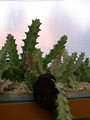 caralluma lutea 06