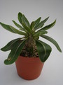 pachypodium rosulatum 730