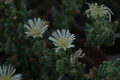 drosanthemum eburneum 1812