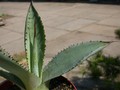 agave cupreata jesus maria 01