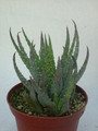 aloe humilis 08