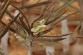 euphorbia suzanae marnierae 1117
