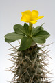 pachypodium brevicaule ve 0563