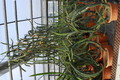 selenicereus grandiflorus koenigin 0010116