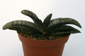 gasteria latesiana 7241