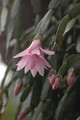 hatiora rosea frohning 9598 rbi 433 9389