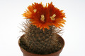 parodia microsperma jl254 9736