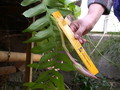 epiphyllum chrysocardium 01